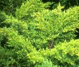 Photo of Juniperus chinensis 'Gold Star' (Juniperus chinensis 'Gold Star's)