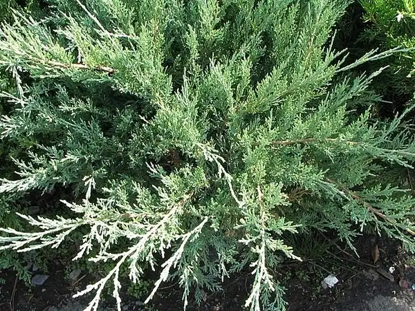 Фото Juniperus chinensis 'Hetzii Glauca' (Juniperus chinensis 'Hetzii Glauca's)