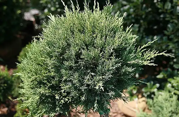 Фото Juniperus chinensis 'Hetzii Glauca' (Juniperus chinensis 'Hetzii Glauca's)