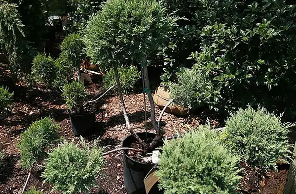 Фото Juniperus chinensis 'Hetzii Glauca' - Form:David J. Stang