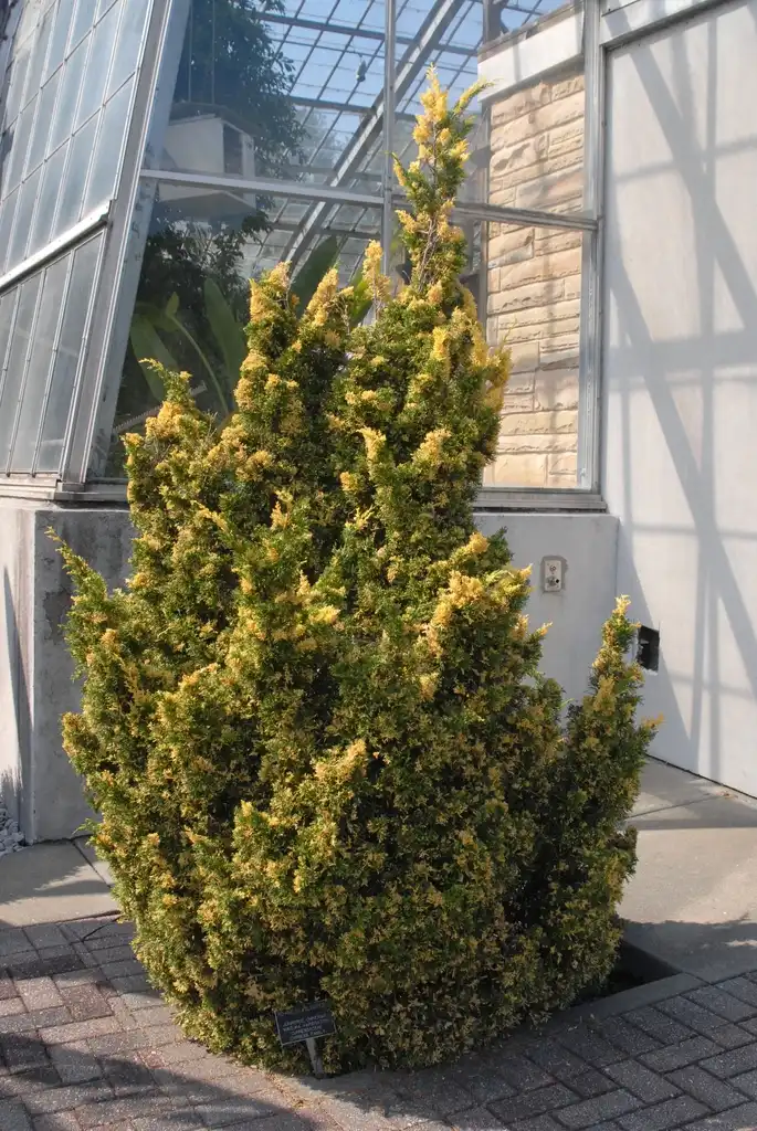 Photo of Juniperus chinensis 'Kaizuka' (Juniperus chinensis 'Kaizuka's)