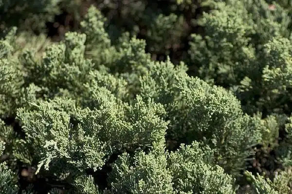 Photo of Juniperus chinensis 'Parsonii' (Juniperus chinensis 'Parsonii's)