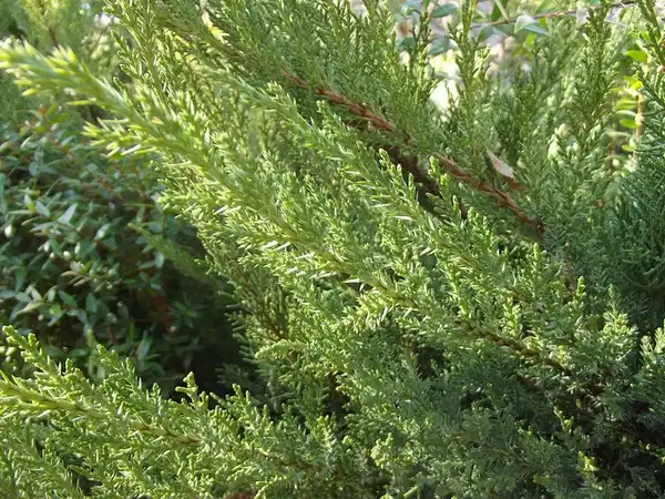 Photo of Juniperus chinensis 'San Jose' (Juniperus chinensis 'San Jose's)