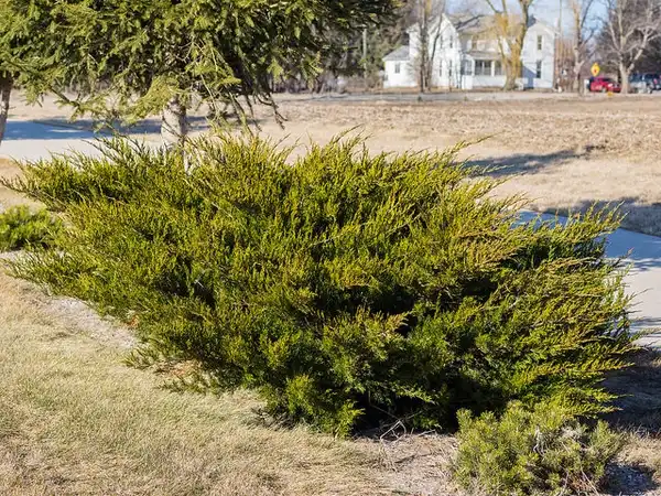 Foto de Juniperus chinensis 'Sea Green' (Juniperus chinensis 'Sea Green's)