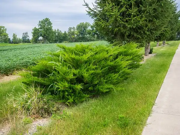 Foto de Juniperus chinensis 'Sea Green' (Juniperus chinensis 'Sea Green's)