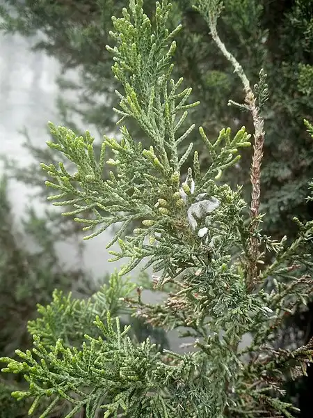 Foto de Juniperus chinensis 'Sea Green' - Close up:Yodges
