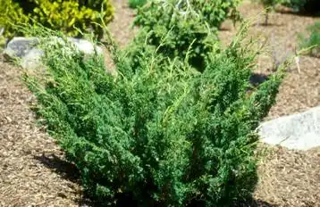 Фото Juniperus chinensis 'Shimpaku' (Juniperus chinensis 'Shimpaku's)