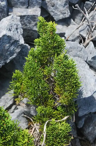 Foto de Juniperus chinensis var. sargentii (Juniperus chinensis var. sargentiis)