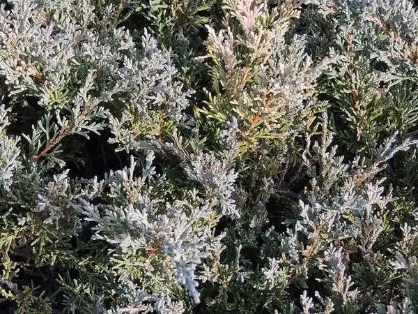 Foto de Juniperus chinensis var. sargentii (Juniperus chinensis var. sargentiis)
