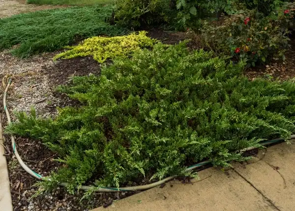 Foto de Juniperus chinensis var. sargentii - Juniperus chinensis 'Sargentii':F. D. Richards
