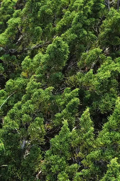 Foto de Juniperus chinensis var. sargentii - Juniperus chinensis 'Sargentii':Bahamut Chao