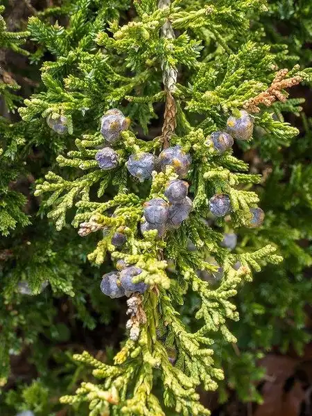 Foto de Juniperus chinensis var. sargentii - Juniperus chinensis 'Sargentii' berries:F. D. Richards