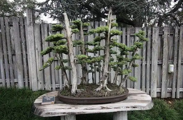 Photo of Juniperus chinensis (Juniperus chinensiss)