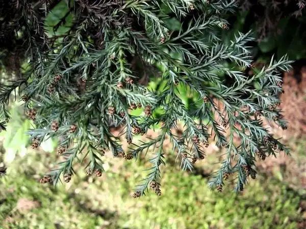 Photo of Juniperus chinensis (Juniperus chinensiss)