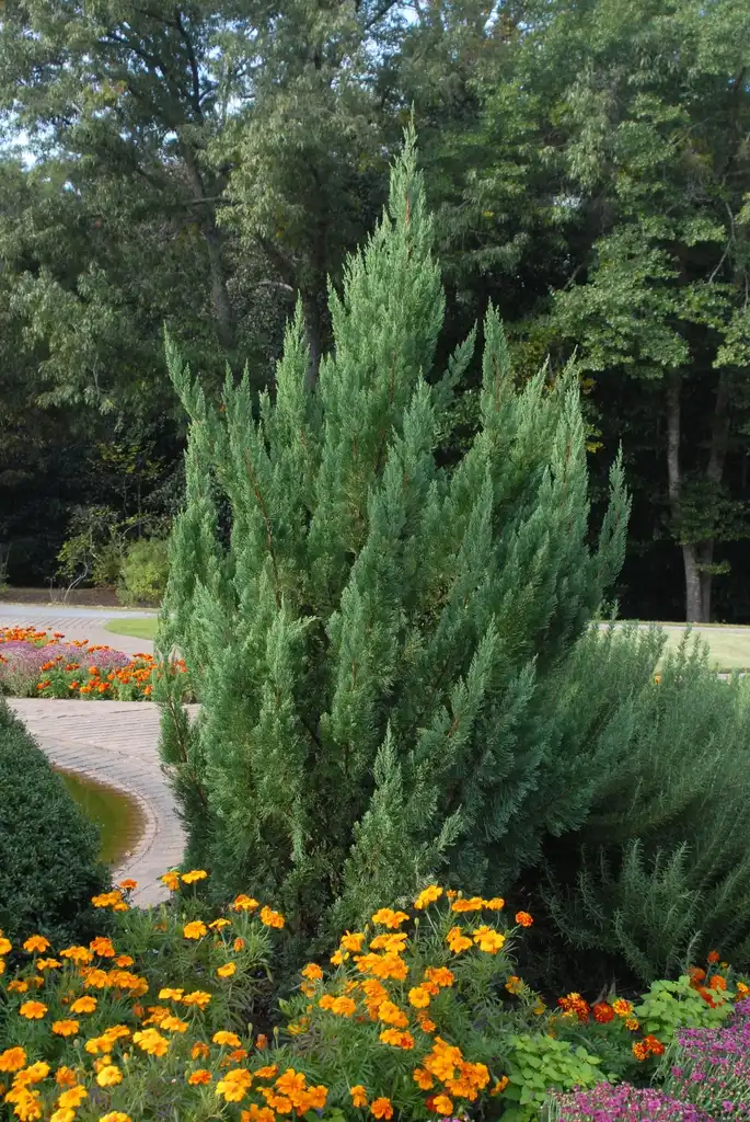Photo of Juniperus chinensis - 'Blue Point' Form:Jim Robbins
