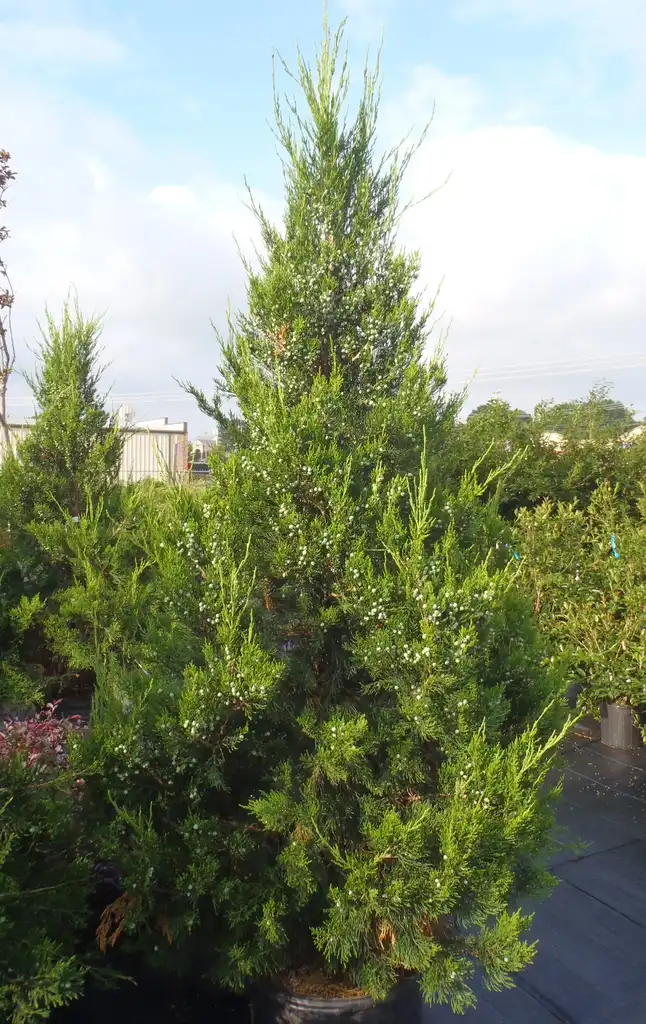 Photo of Juniperus chinensis - 'Hetz Columnaris' Form:Jim Robbins
