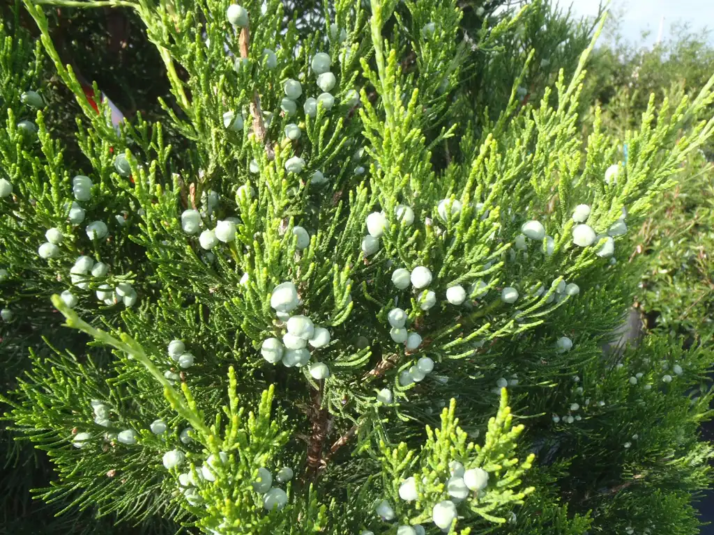 Photo of Juniperus chinensis - 'Hetz Columnaris' Fruit and Leaves:Jim Robbins