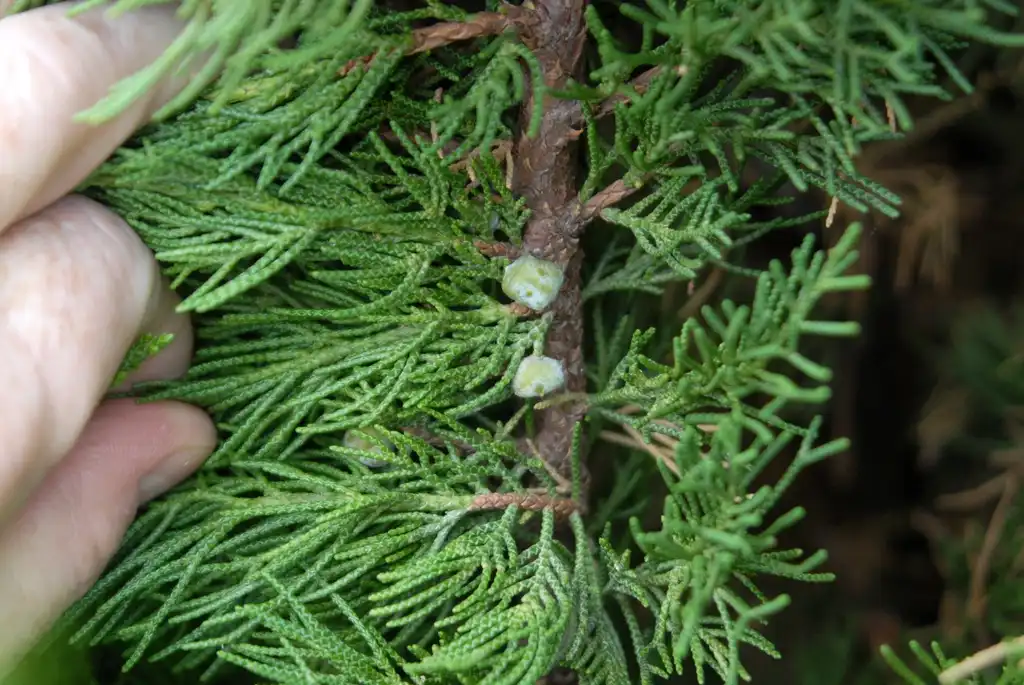 Photo of Juniperus chinensis - 'Torulosa' Fruit and Leaves:Jim Robbins