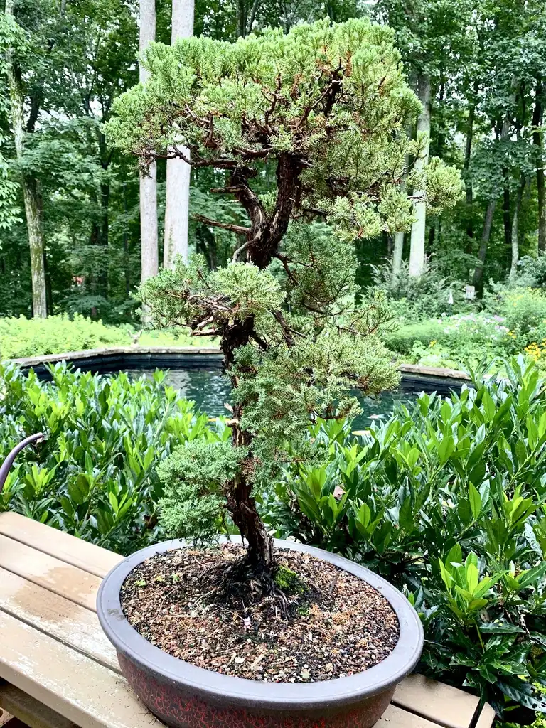 Photo of Juniperus chinensis - As bonsai:Kathy Sill