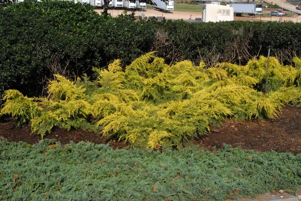 Photo of Juniperus chinensis - 'Saybrook Gold' Form:Jim Robbins