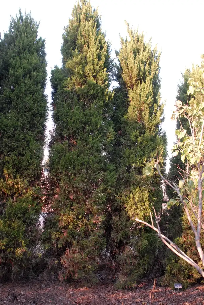 Photo of Juniperus chinensis - 'Spartan' Form:Jim Robbins