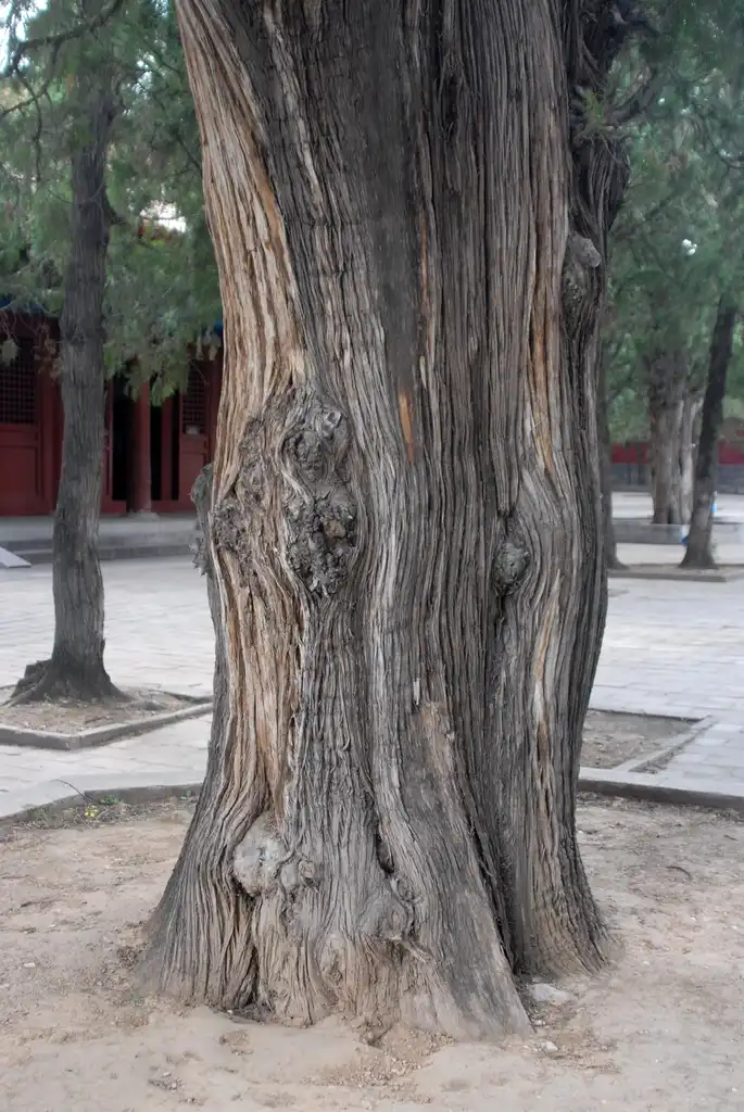 Photo of Juniperus chinensis - Bark:Jim Robbins