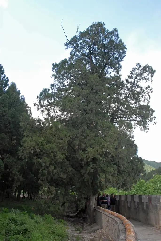 Photo of Juniperus chinensis - Full Growth:Jim Robbins
