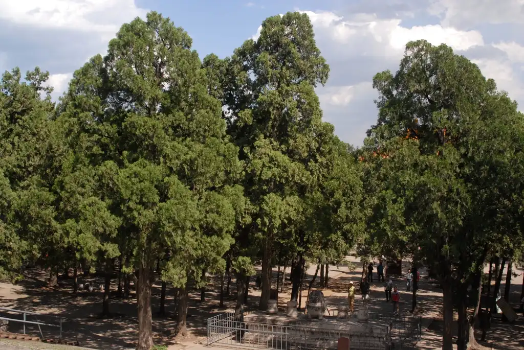 Photo of Juniperus chinensis - Tree Park:Jim Robbins