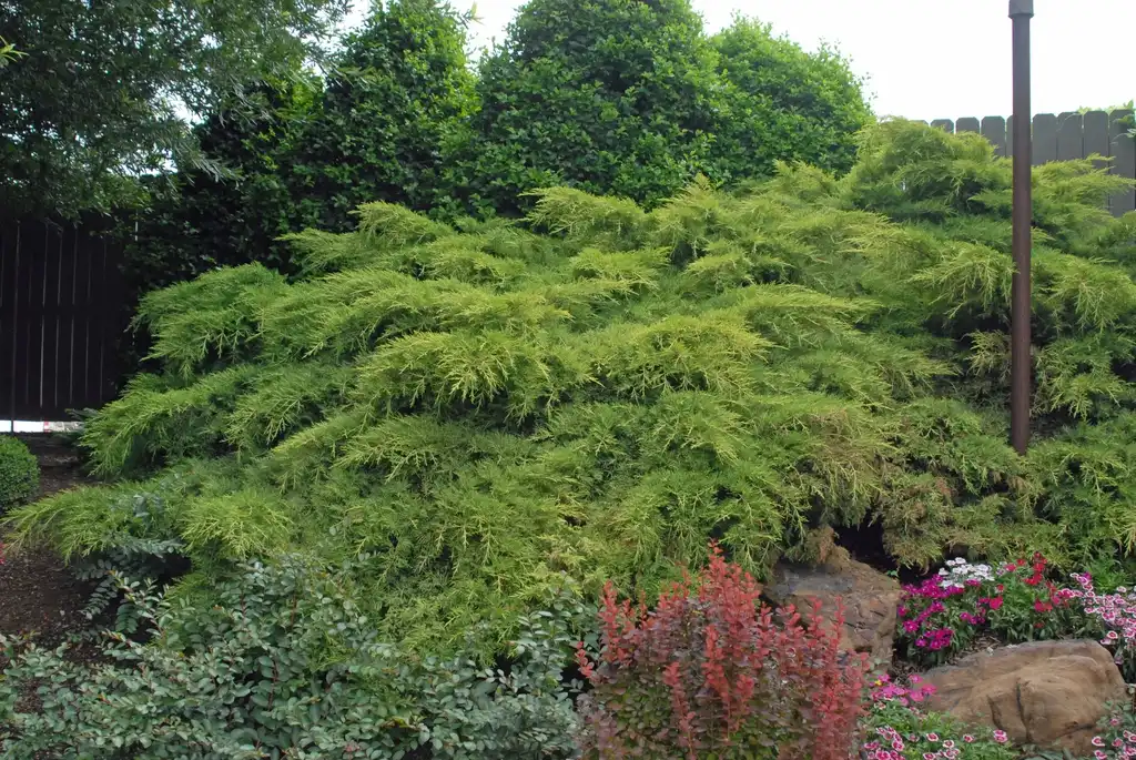 Photo of Juniperus chinensis - 'Gold Lace' Form:Jim Robbins