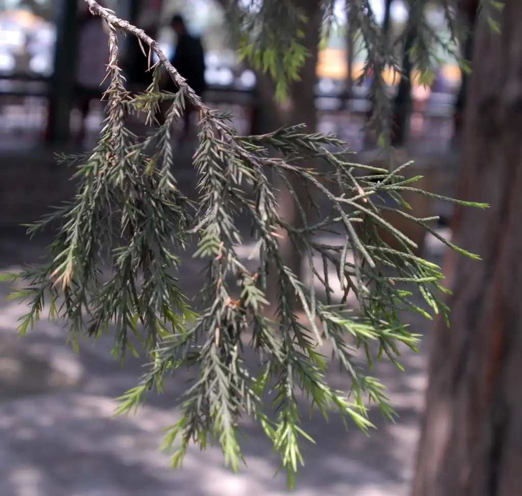 Photo of Juniperus chinensis - Leaf Close-up:Jim Robbins