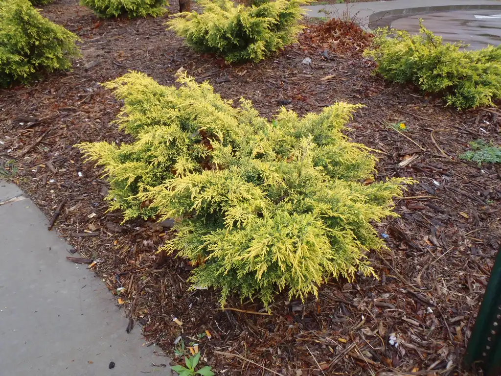 Photo of Juniperus chinensis - 'Daubs Frosted' Full Form:Jim Robbins