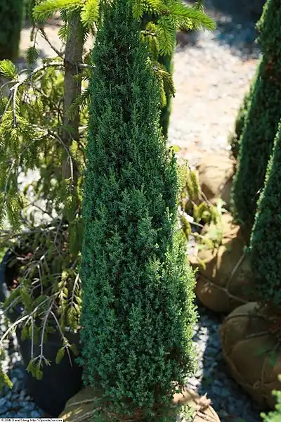 Photo of Juniperus communis 'Compressa' (Juniperus communis 'Compressa's)