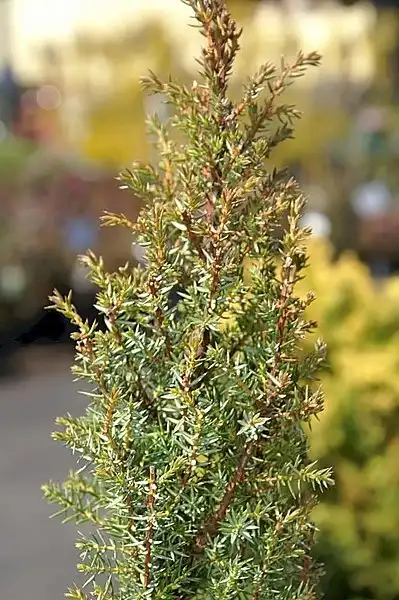 Photo of Juniperus communis 'Compressa' (Juniperus communis 'Compressa's)