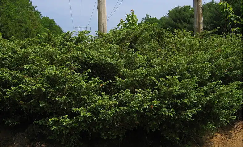 Foto de Juniperus communis 'Depressa' (Juniperus communis 'Depressa's)