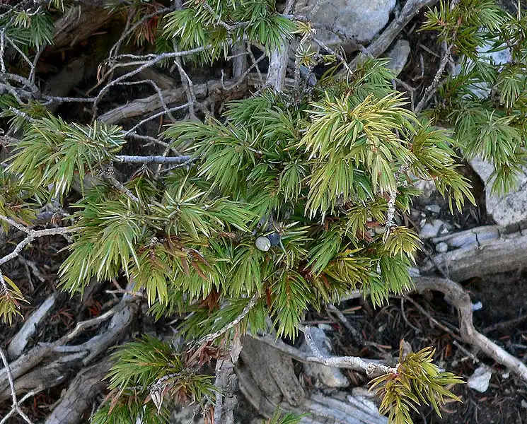 Foto de Juniperus communis 'Depressa' (Juniperus communis 'Depressa's)
