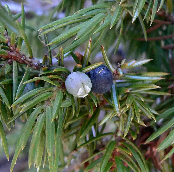 Foto de Juniperus communis 'Depressa' - Berries:Stan Stebs