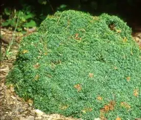 Photo of Juniperus communis 'Echiniformis' (Juniperus communis 'Echiniformis's)