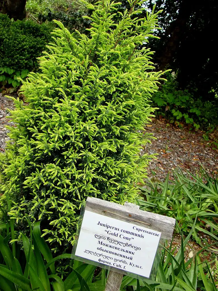 Photo of Juniperus communis 'Gold Cone' (Juniperus communis 'Gold Cone's)