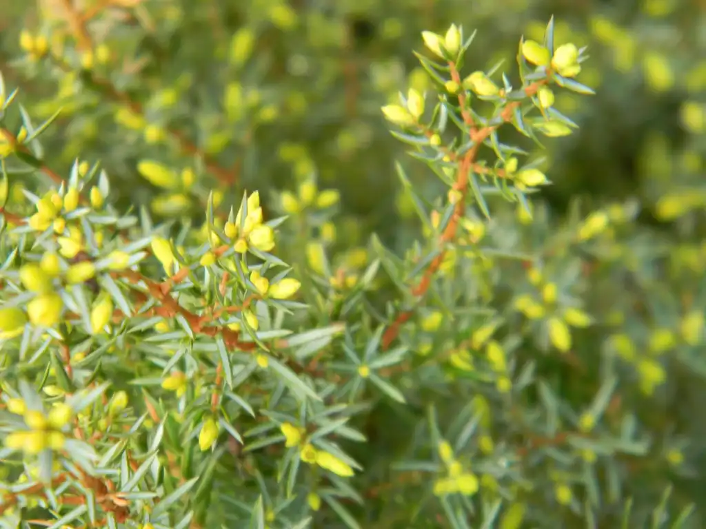 Photo of Juniperus communis 'Gold Cone' (Juniperus communis 'Gold Cone's)