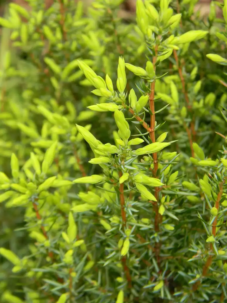 Photo of Juniperus communis 'Gold Cone' - Stem and bud (Buncombe County, NC):Randy Harter
