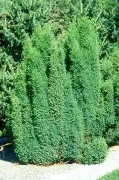 Photo of Juniperus communis 'Hibernica' (Juniperus communis 'Hibernica's)