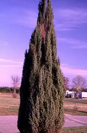 Photo of Juniperus communis (Juniperus communiss)
