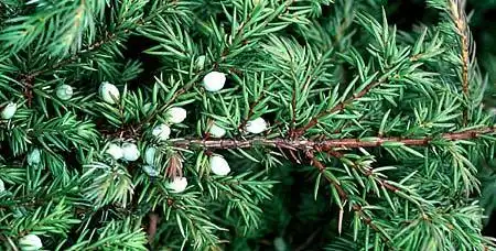 Photo of Juniperus communis (Juniperus communiss)