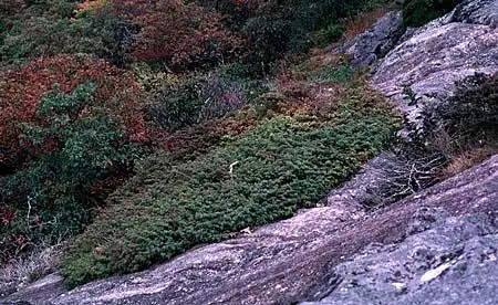 Photo of Juniperus communis - :