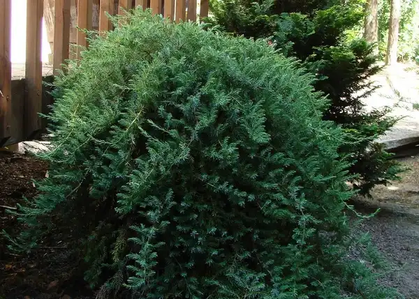 Foto de Juniperus conferta 'Blue Lagoon' (Juniperus conferta 'Blue Lagoon's)