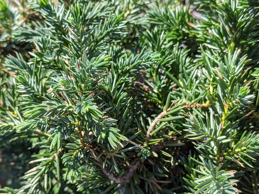 Photo of Juniperus conferta 'Blue Pacific' (Juniperus conferta 'Blue Pacific's)