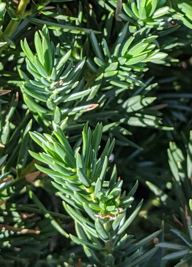 Photo of Juniperus conferta 'Blue Pacific' - Close-up leaves:Ben A. Bergmann