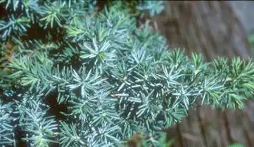 Foto de Juniperus conferta 'Silver Mist' (Juniperus conferta 'Silver Mist's)