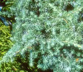 Foto de Juniperus conferta 'Silver Mist' (Juniperus conferta 'Silver Mist's)