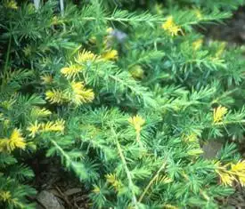 Photo of Juniperus conferta 'Variegata' (Juniperus conferta 'Variegata's)